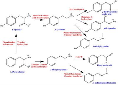 Trace Amine-Associated Receptors as Novel Therapeutic Targets for Immunomodulatory Disorders